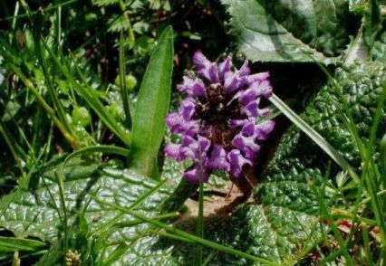 远看像紫苏,近看像钝边的布子,遇见是福气