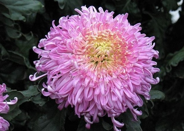 唐诗$宋诗里不容错过的一首咏菊诗,宁可枝头抱香死,何曾吹落北风中!