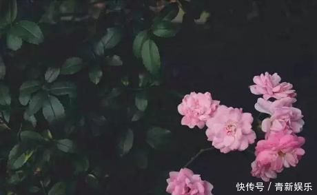 桃花源|20多岁的年龄差距，却把一个破烂的农家小院变成了“桃花源”