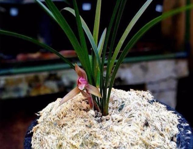 兰花花后出新芽,这段时间注意一点,新芽长得快,很长满盆