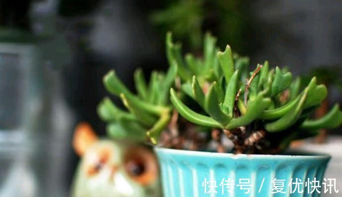 乱麻|快刀乱麻,不走寻常路的多肉植物,不算呆萌,但让人印象深刻