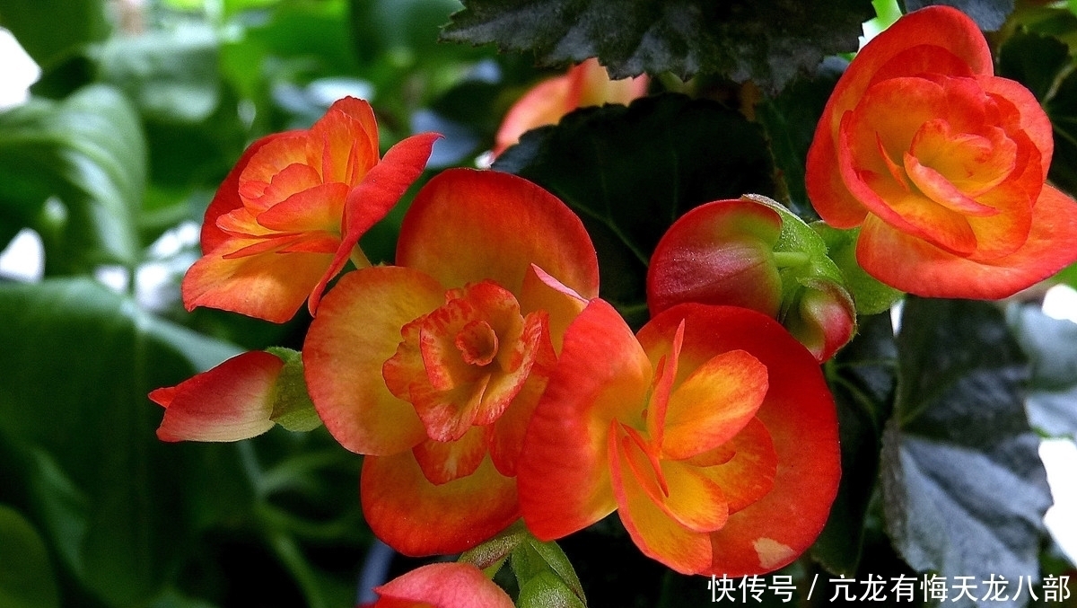 此花是国际十大盆花之一,曾在美国非常是欢迎,象征着慈祥的老人