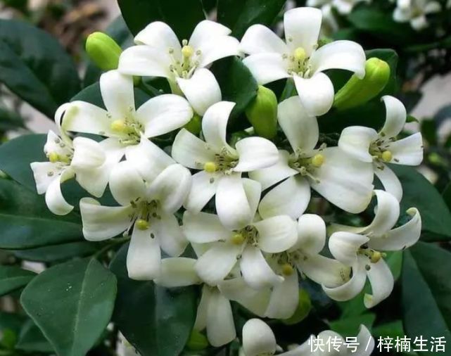 枝条|3种“花”快入盆,一插就活,7天生白根,开花不断,家里飘满香