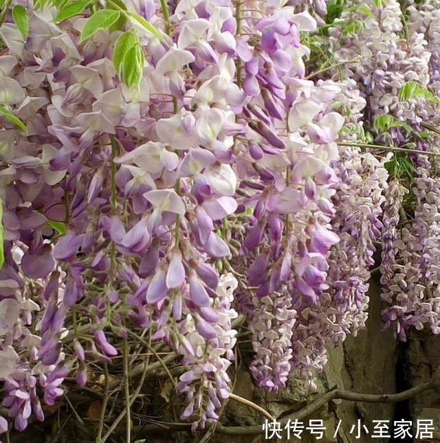 专用|这种花梦幻得要命,被称为婚礼专用花,自家阳台就能种!