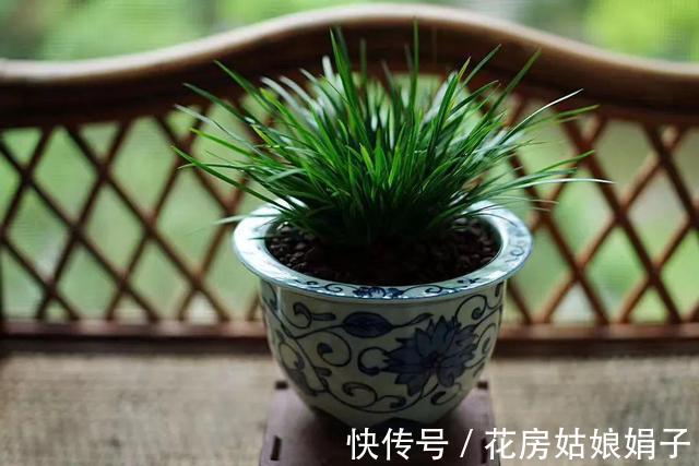 它位列“花草四雅”,耐阴能力强,室内光照不好也能养好