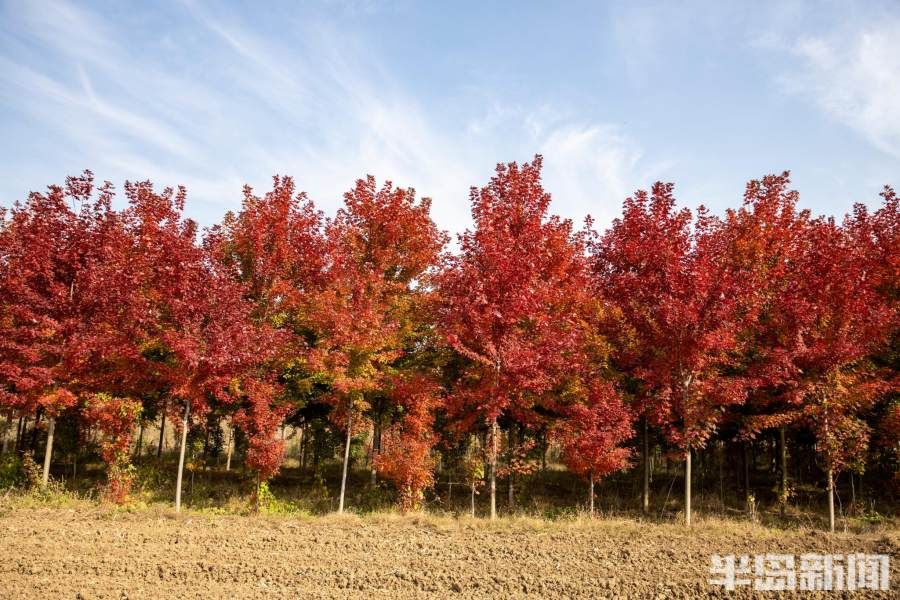 田野|赏红枫正当时