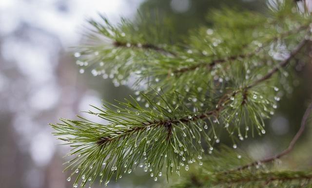 花卉换盆换土,记得这一步,没了黄叶烂根!