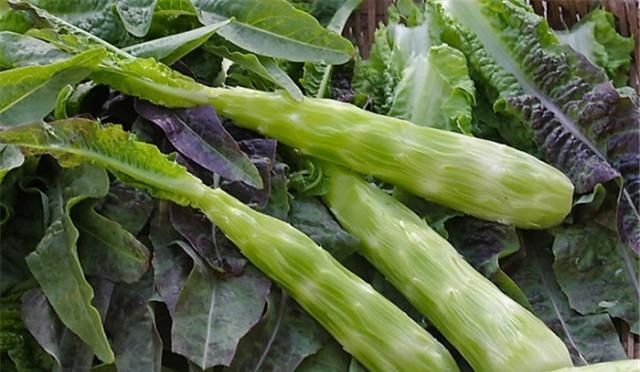 莴苣|你是吃莴苣根还是莴苣叶莴苣全利用做出美味,一起学习吧