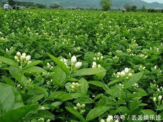 小花|夏天养茉莉，叶子翠绿开花茂密，茉莉清香飘满屋