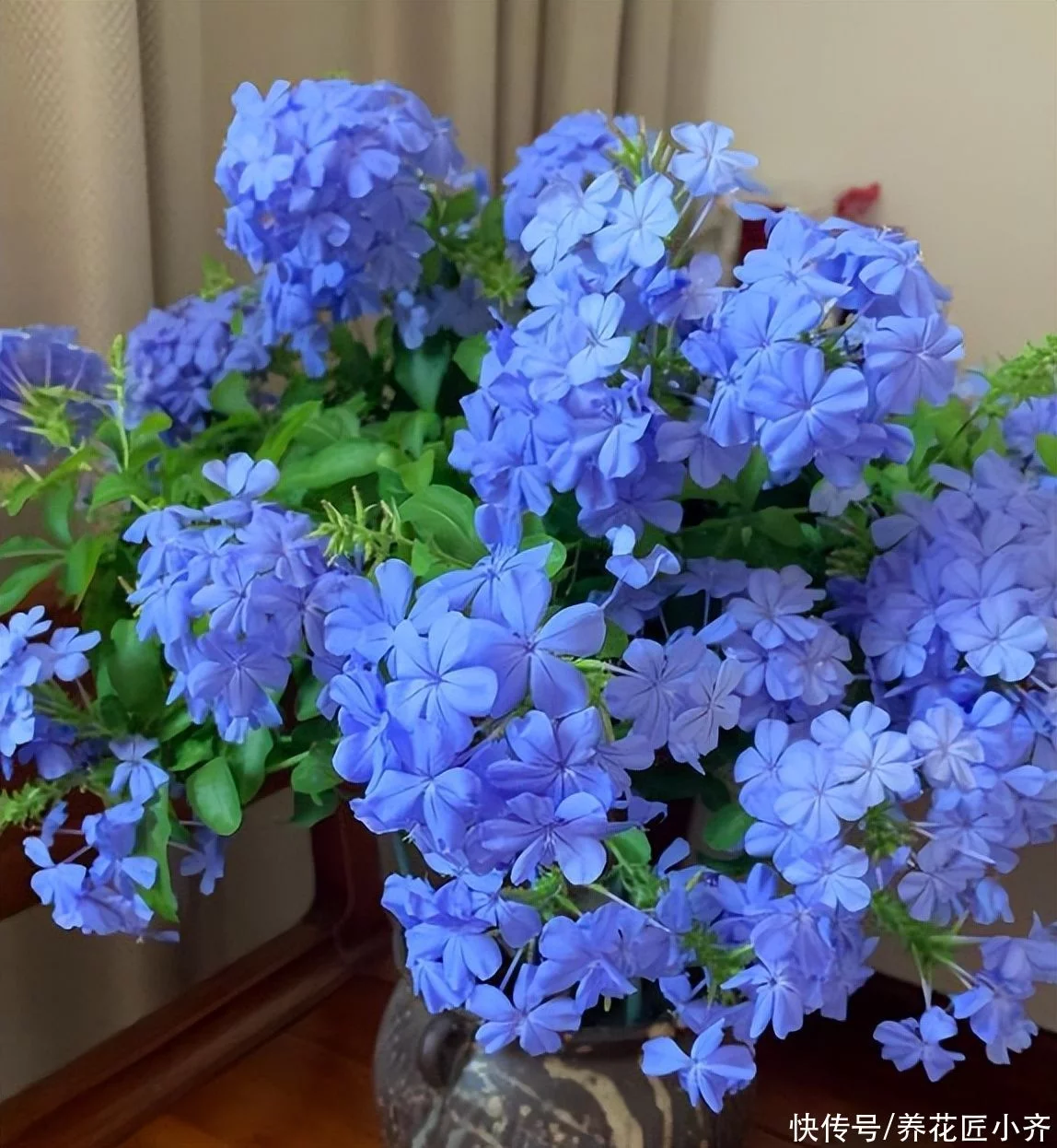 植物开花都要具备2个“条件”,缺一不可,否则再茂盛也不长花苞插图3 植物开花都要具备2个“条件”,缺一不可,否则再茂盛也不长花苞插图3