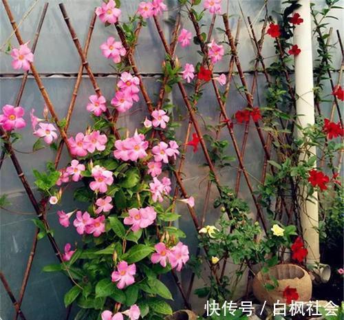 蓝雪花|4种漂亮花,一样的喜好,同时管理不要偏心,开出小花园!