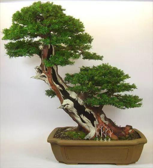 盆景|爱木盆景I普通紫杉盆景桩材大变身,舍利雕刻是重点,这才是高手