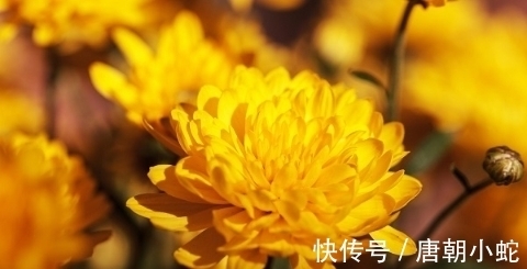 辛丑!七律|人间至美是清秋