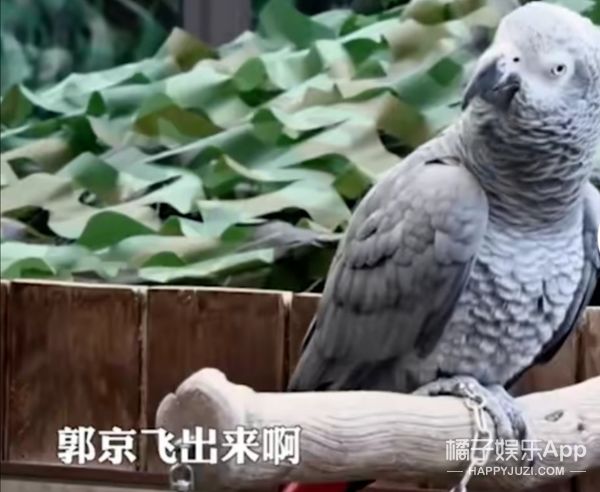 它逃，他追，它…跑的更飛？