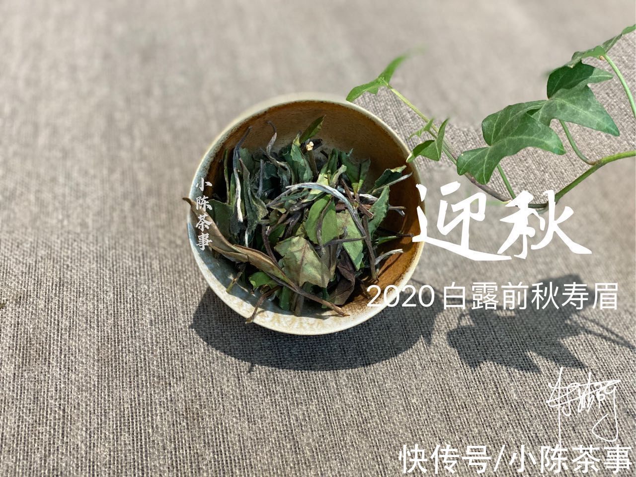 小技巧&白茶真的很难懂吗？学会这4点买茶小技巧，你就算入门了