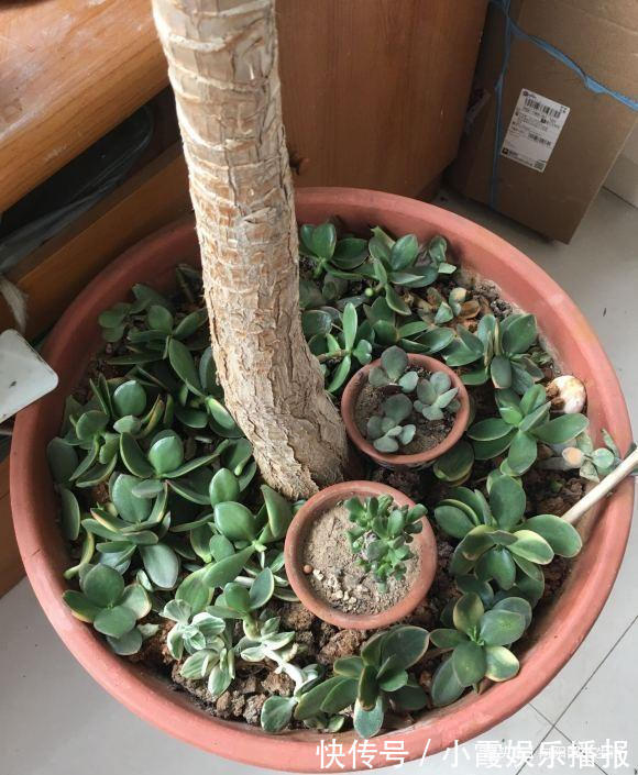 秋季玉树长的快,做到“1剪2喂”,主干变老桩,新叶又胖又圆