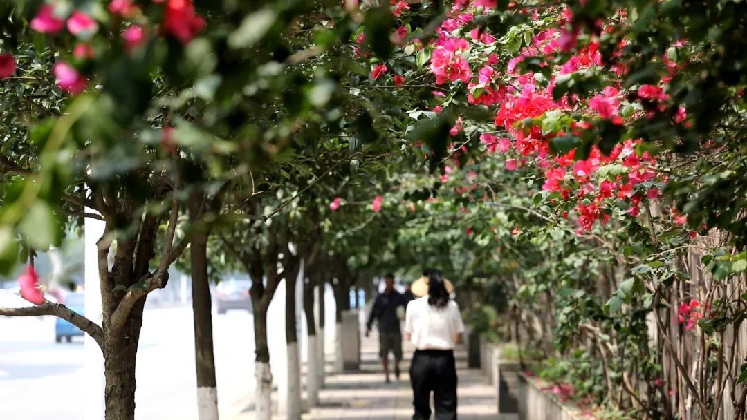 什邡|靓丽！什邡街头的夏日美景！