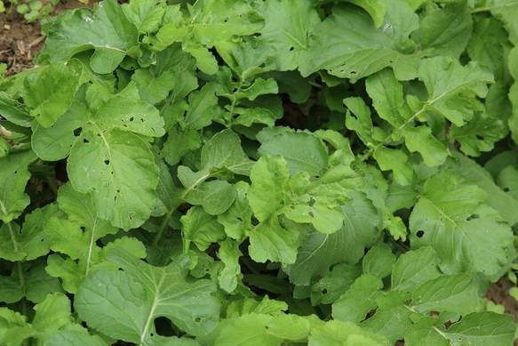 很多人只吃果实，其实叶子也是宝贝，包饺子鲜美多汁，营养价值高