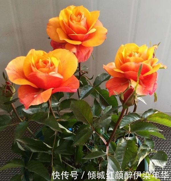 喜欢养玫瑰,不如养“高档品种”艾帕索玫瑰,花色橙黄,高端大气
