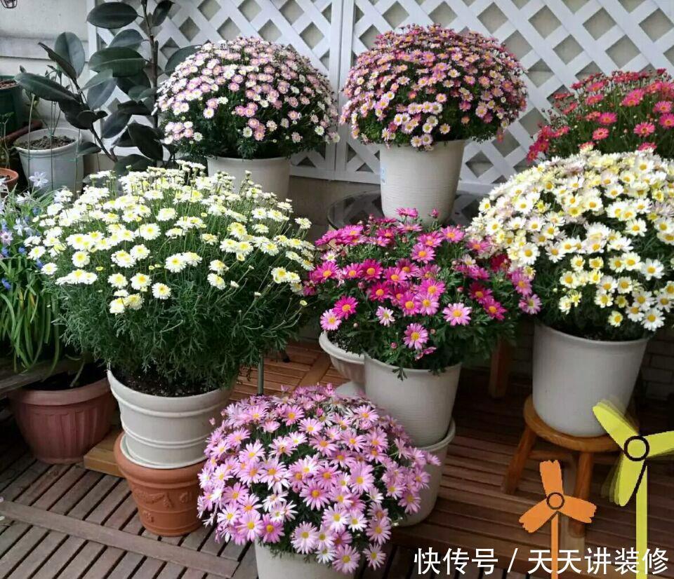 侧芽|5种花,夏天要“狠修剪”,剪的越多,花枝越多,好度夏