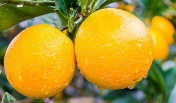 美容养颜|立秋之后,女多吃3种水果,美容养颜,滋养肌肤,皮肤更细腻