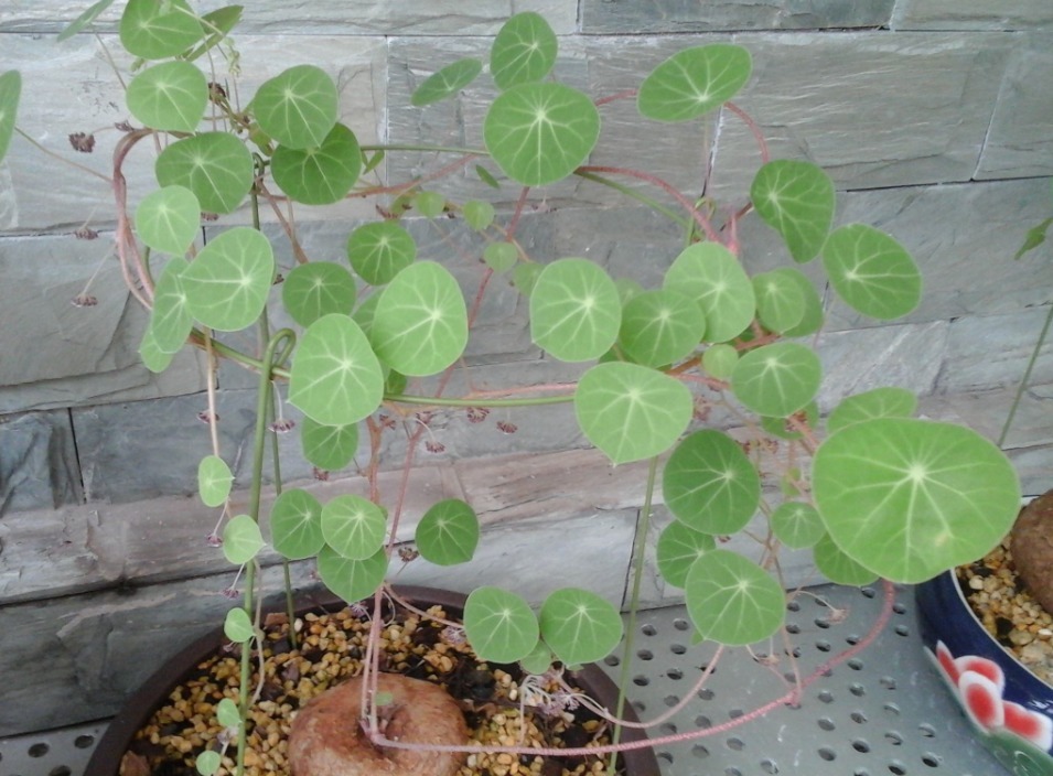 山中草药“金不换”，叶子圆圆能聚财，人人都抢着养！