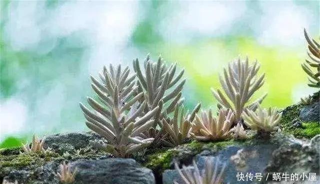 瓦松|长在石缝、屋顶的1野草,人称“太岁草”,房顶若有别拔,是福气