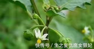 农民|本草纲目 农民把它当成草,殊不知“龙葵”的药用价值非常高