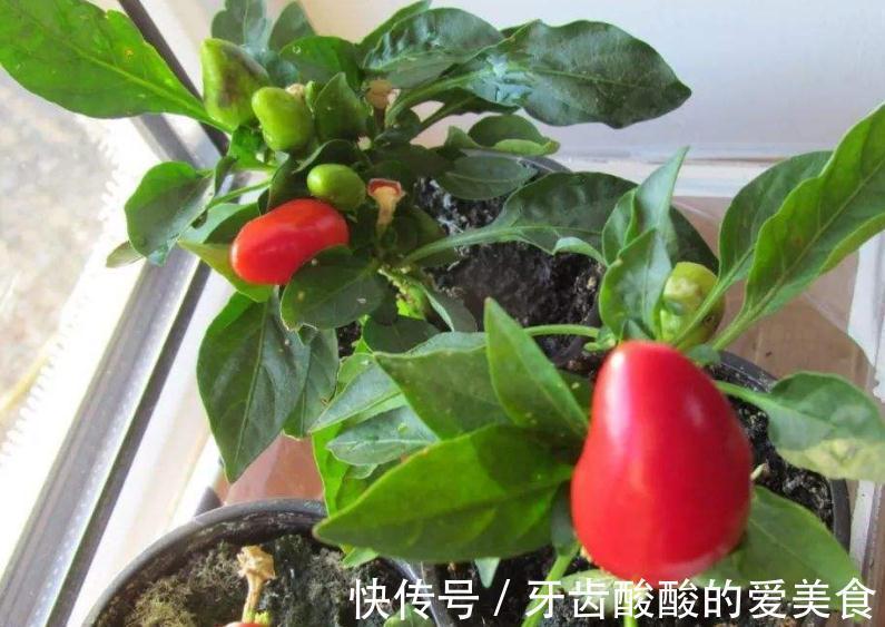 自来水|这种厨房垃圾不能扔,加工后养花,比花钱买的肥还温和好使