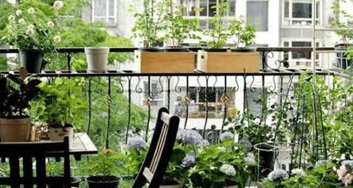 北阳台光线较差，怎么盆栽植物？5款“耐阴花”，没问题！