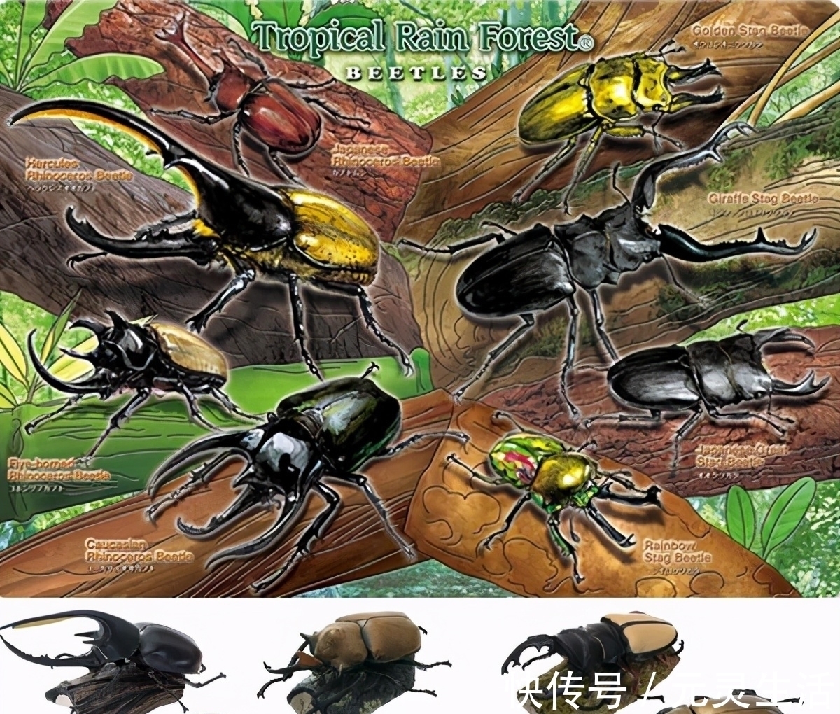 动漫|日本的可怕昆虫你见识过么?动漫创意来源!