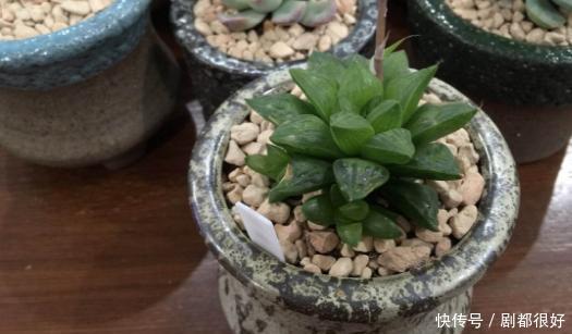 坏毛病|花草总养不活?全赖园艺新人惯成了这些“坏毛病”