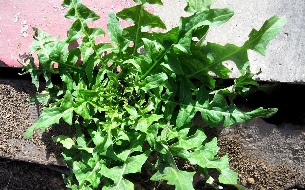 春天常吃的7種春菜，功效多多，快來食用吧！