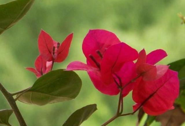 三角梅“光秃秃”不长叶,教你一招,快速恢复,没有叶子开满花!