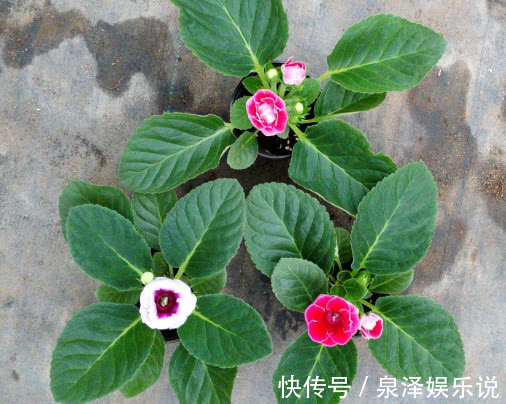 妙招|大岩桐怎么养更艳丽教你3个小妙招,养出姹紫嫣红的大岩桐
