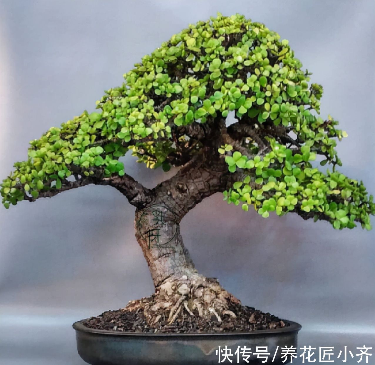 盆景|新手想玩盆景?可以试试4种植物,生长快速易成型,新手难养死