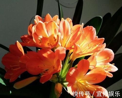 君子兰|君子兰不开花?2种废料埋盆里,花箭蹭蹭冒,开花2个月