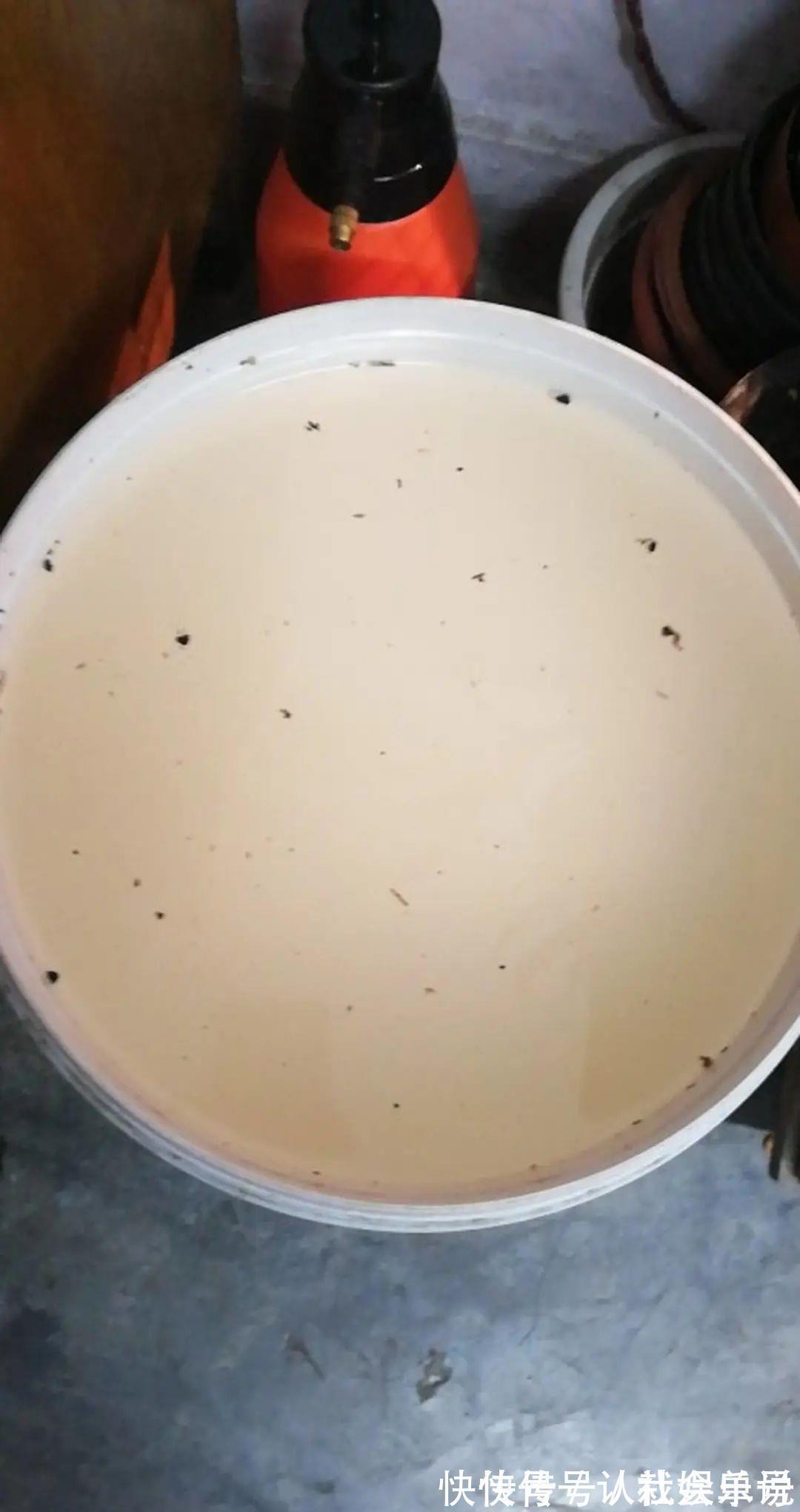生石灰|养花技巧：花盆里出现这个，抓紧换盆，不然一浇水就死翘翘
