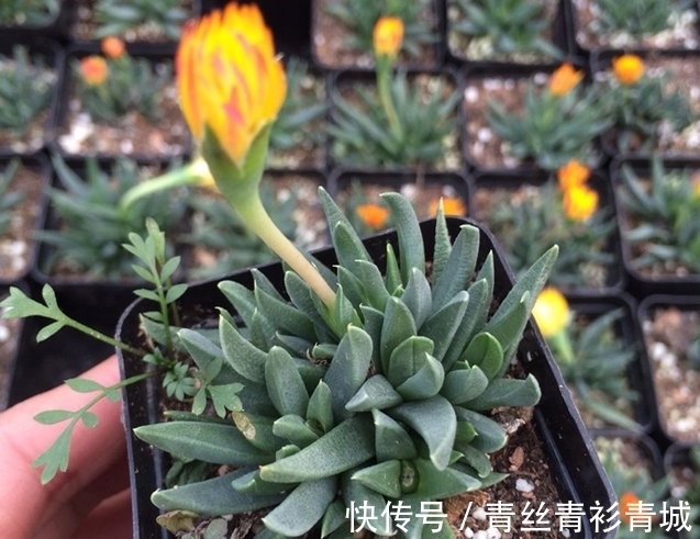 香味|带香味的多肉植物？非常少见，开花时却香气扑鼻！