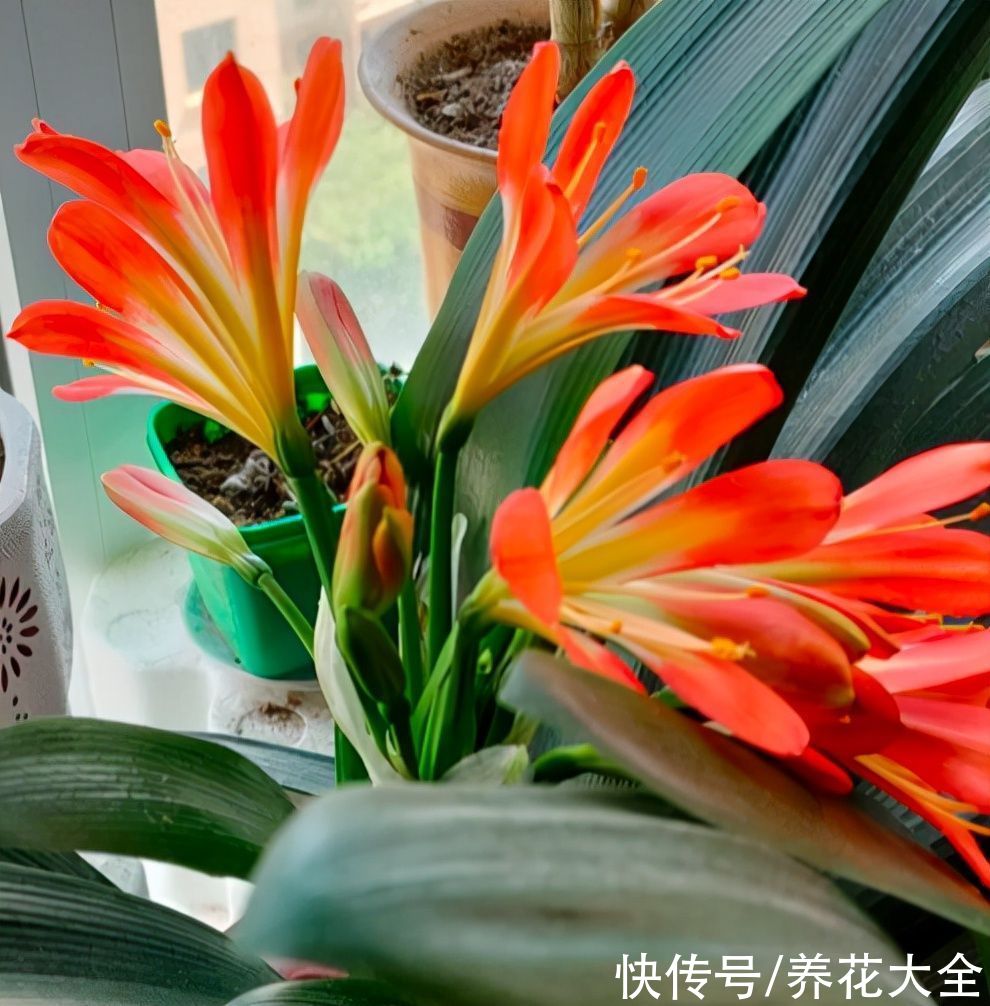 认清君子兰“2个信号”，花箭嗖嗖向外拔，开春就呼呼开花