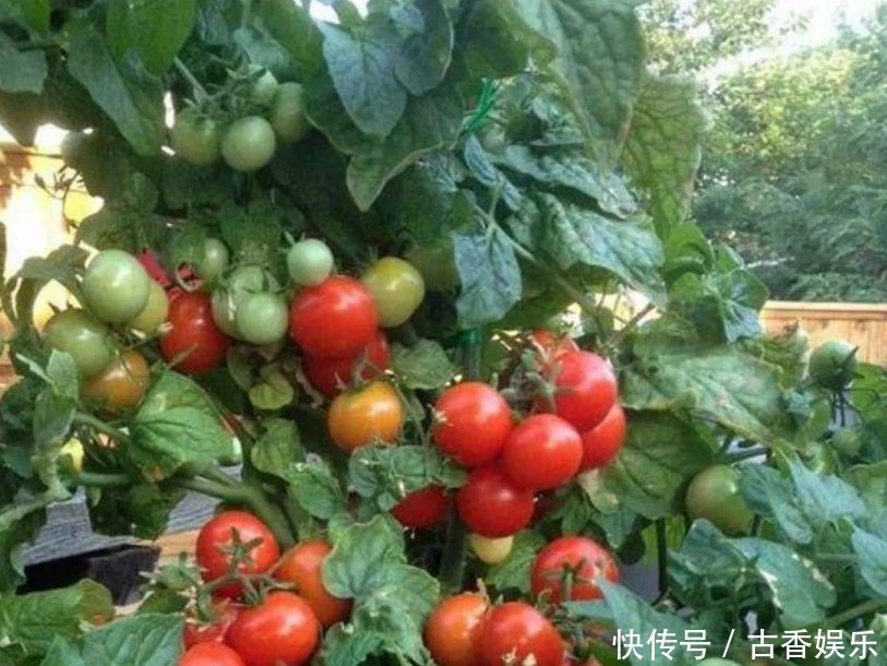 阳台最适合养5种菜,生长快结果多,夏天再热不用出门买