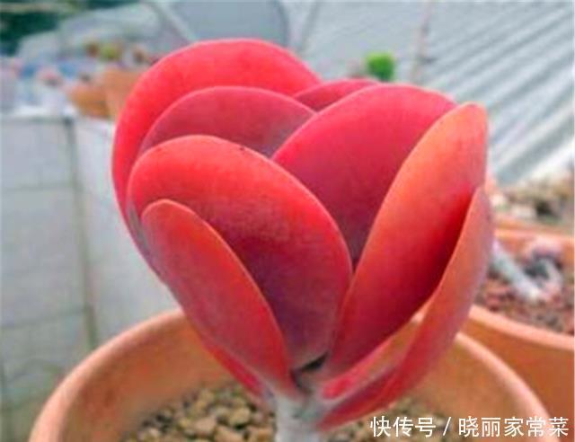 多肉唐印最省心,随便砍一刀,轻松长爆盆,红红火火超喜庆