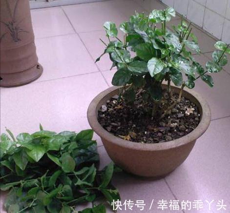 枝条|6种“漂亮花”,冬天剪一剪,保留大花芽,来年开花多一倍