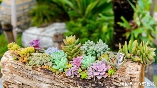 夏天养多肉,一定不要做这几件事,否者躲不过“夏必死”