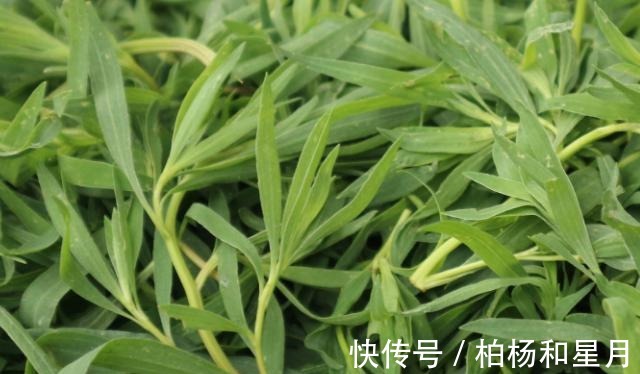 野菜|此野菜是痛风的“死对头”,越吃眼睛越明亮,老少皆宜,营养美味!
