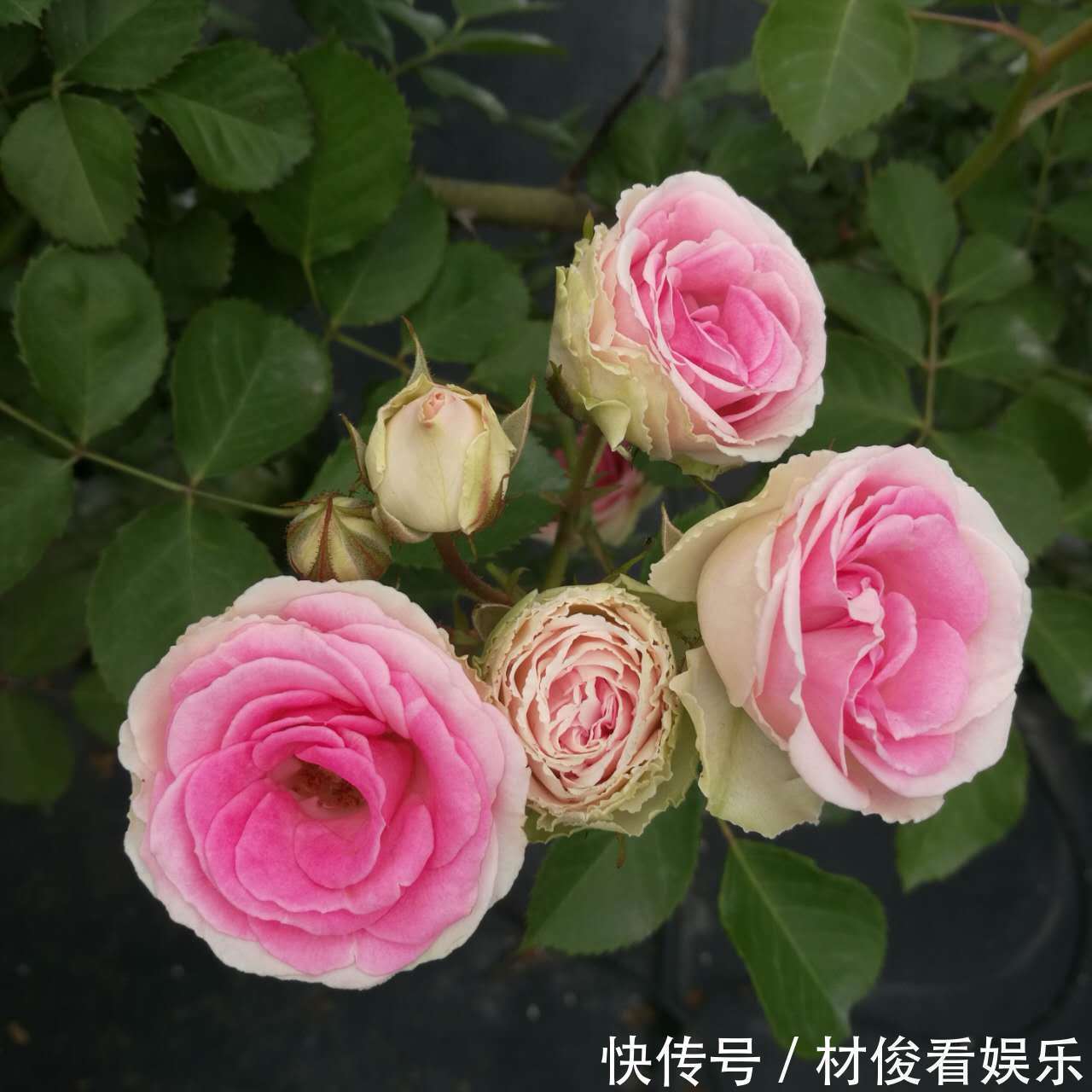 如果你的院子够大,趁早种上这爬藤花苗,来年庭院开成一片花海