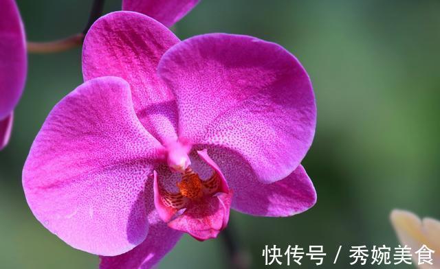 满屋|适合家养的3种花,开花爆盆很容易,满屋都是花香味,谁养谁喜欢