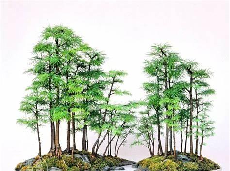 养花试试这几款,姿态秀丽,四季常青,古朴典雅,尽显高雅清新