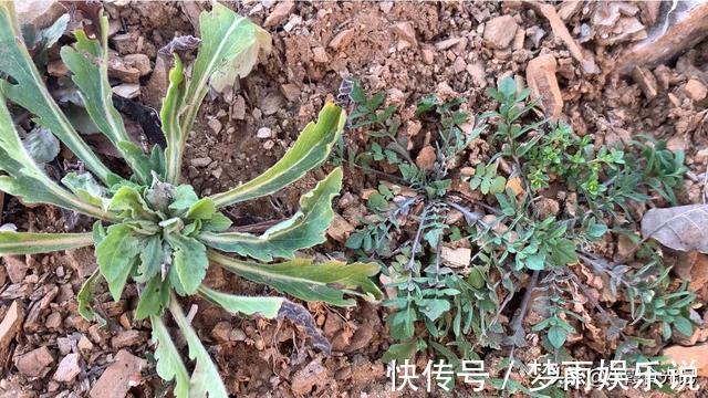 春风十里|挖错荠菜等于吃草，这些“假荠菜”你确定都认识吗