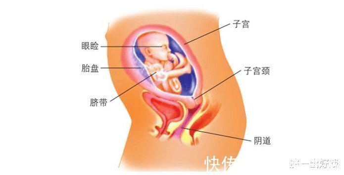 性生活|在怀孕之前,我们需要了解哪一些生殖常识呢?
